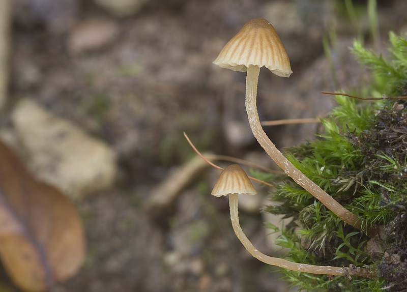 Galerina cerina